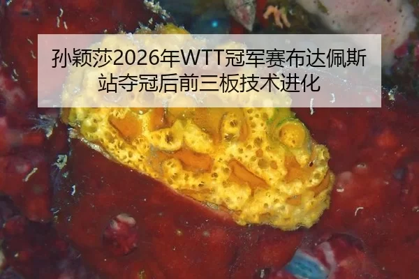 孙颖莎2026年WTT冠军赛布达佩斯站夺冠后前三板技术进化